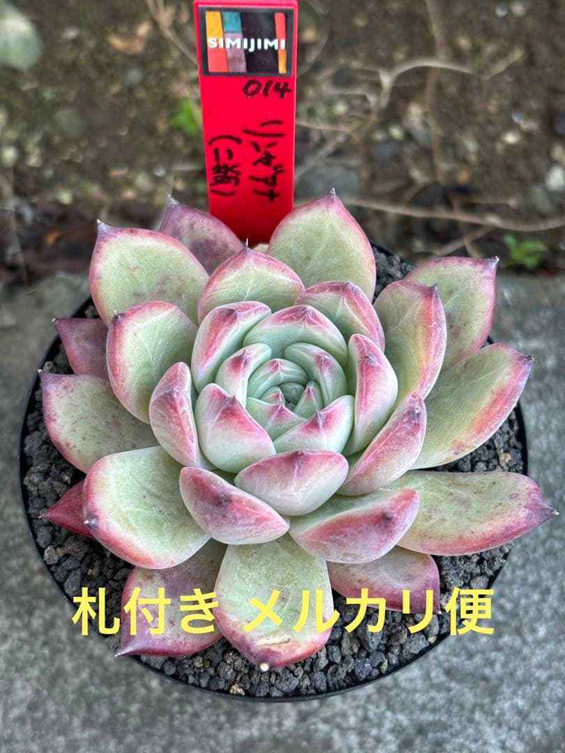 極上株 3号大株 simijimiさん苗 リンゼアナ（二瓶） 赤札 札付き 多肉