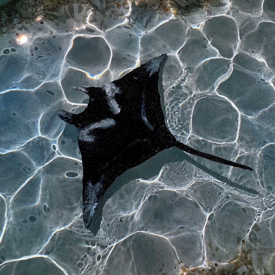 壁掛け)レジンアート オーシャンアート マンタ 海 アート 波紋