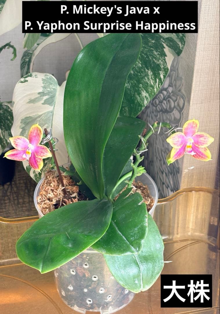 【希少・大株】胡蝶蘭　花茎3本 開花中 つぼみ付き ファレノプシス 原種交配種