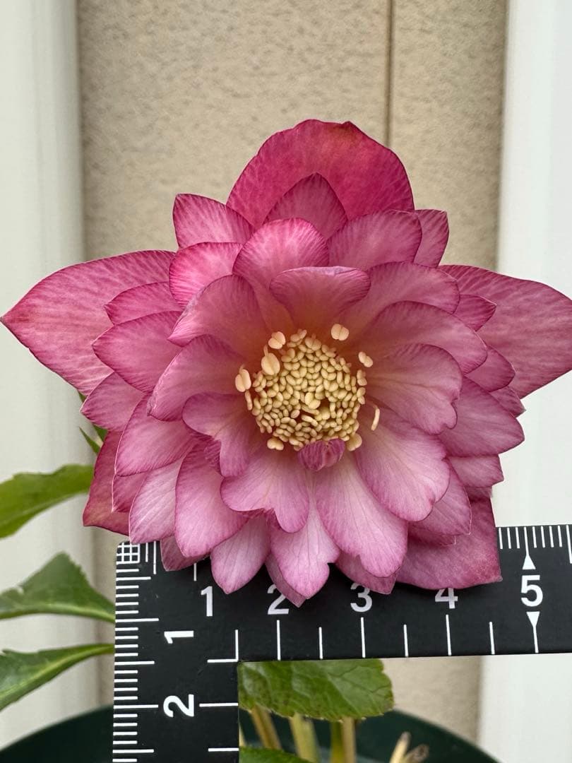 クリスマスローズ ピンクゴールドダブル 加藤農園 - メルカリ