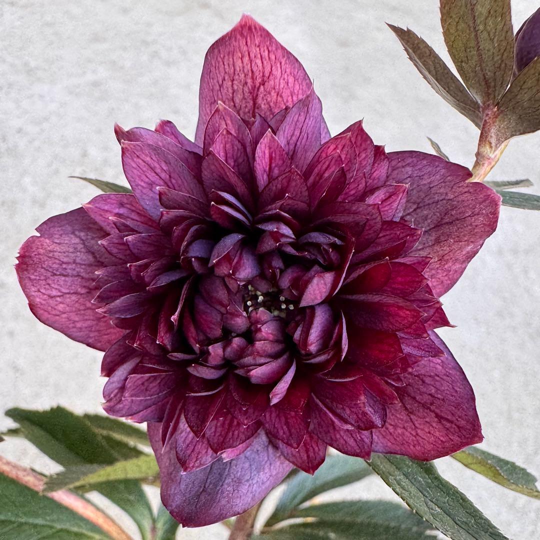 244 クリスマスローズ 開花株 - メルカリ