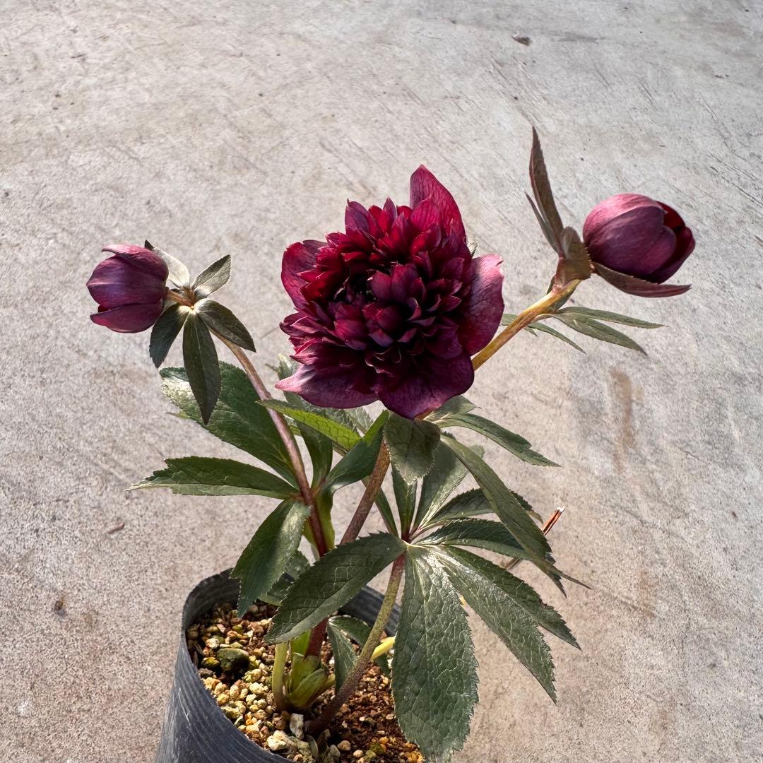 244 クリスマスローズ 開花株 - メルカリ