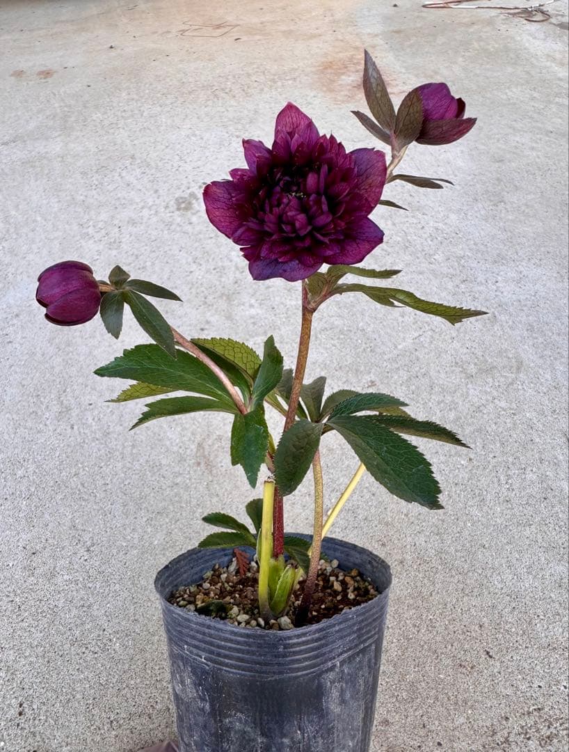 244 クリスマスローズ 開花株 - メルカリ