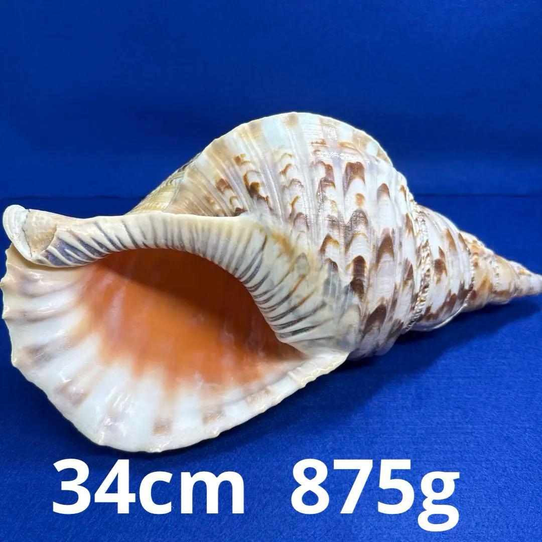 法螺貝 ホラ貝 ほらがい 三伏 魔除け 熊よけ - メルカリ