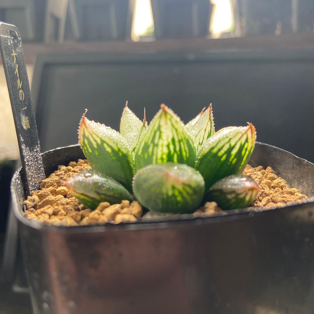 ⚠️高額注意⚠️ ハオルチア ナイルの一滴 - メルカリ