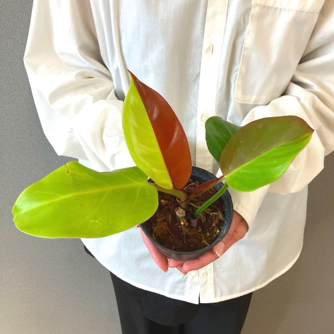 超希少❗️フィロデンドロン　イエローフレーム　レッドムーン✨
