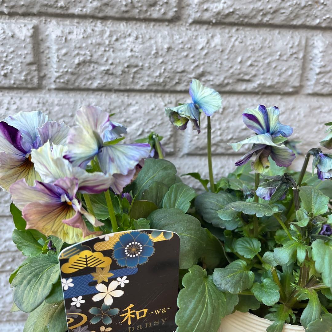 ア*ビ様 ビオラ♡パンジー 和 ビオラ 『最新品種オリジナルアソート』 花日和オリジナル | すべての