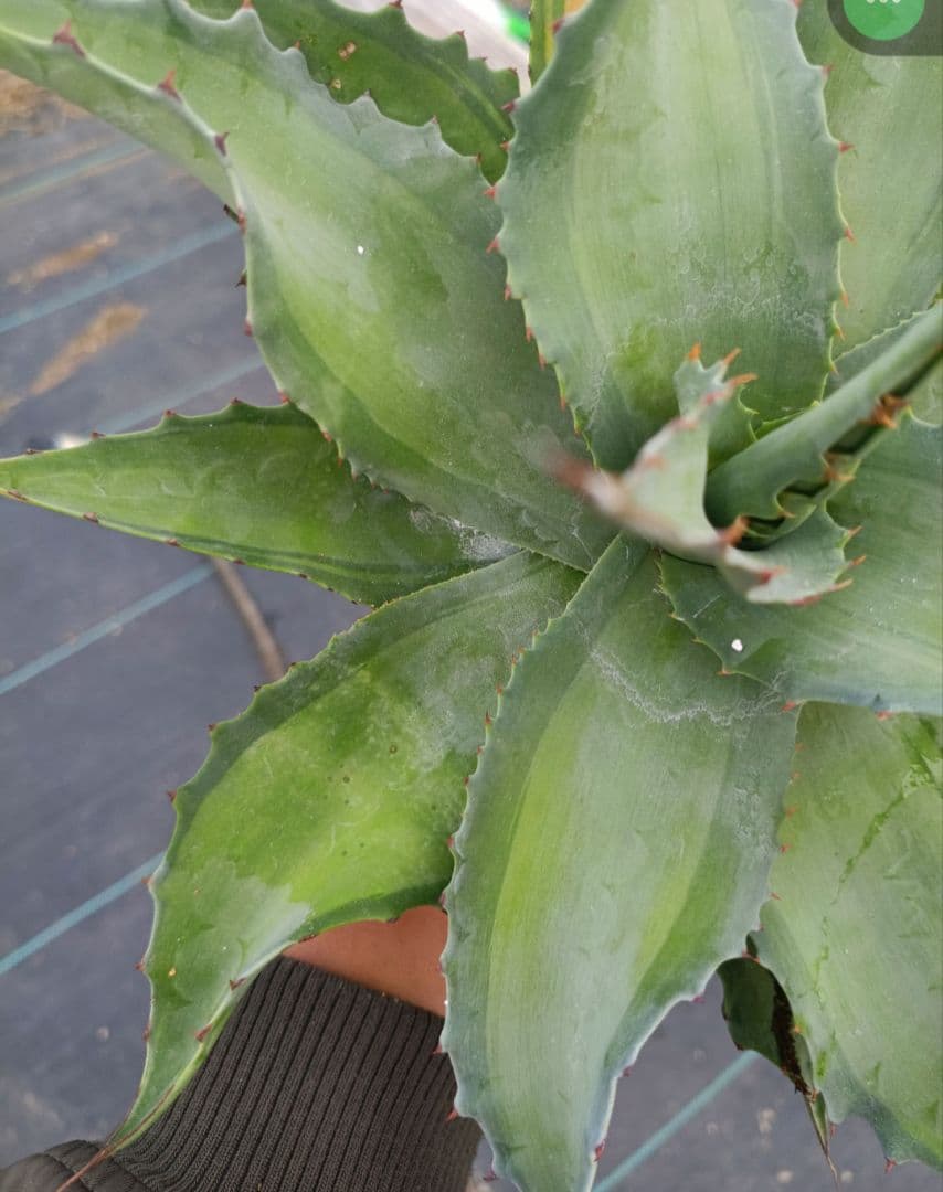 アガベ オバティフォリア 中斑 パリー ハイブリッドアガベ 縞斑 - メルカリ