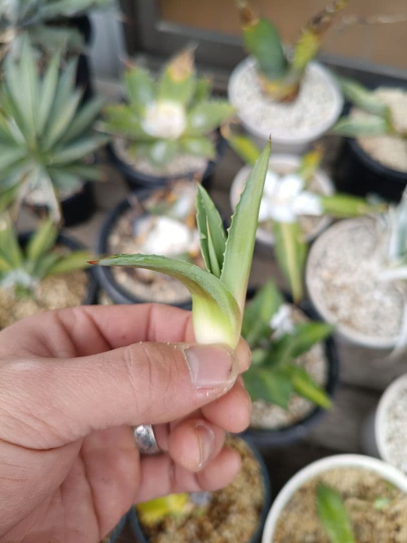 アガベ オバティフォリア 中斑 パリー ハイブリッドアガベ 縞斑 - メルカリ