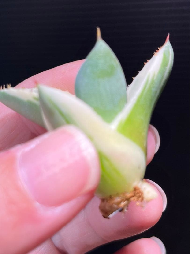 特別価格❗️】 アガベ パリー トランカータ オリザバ 本物 - メルカリ