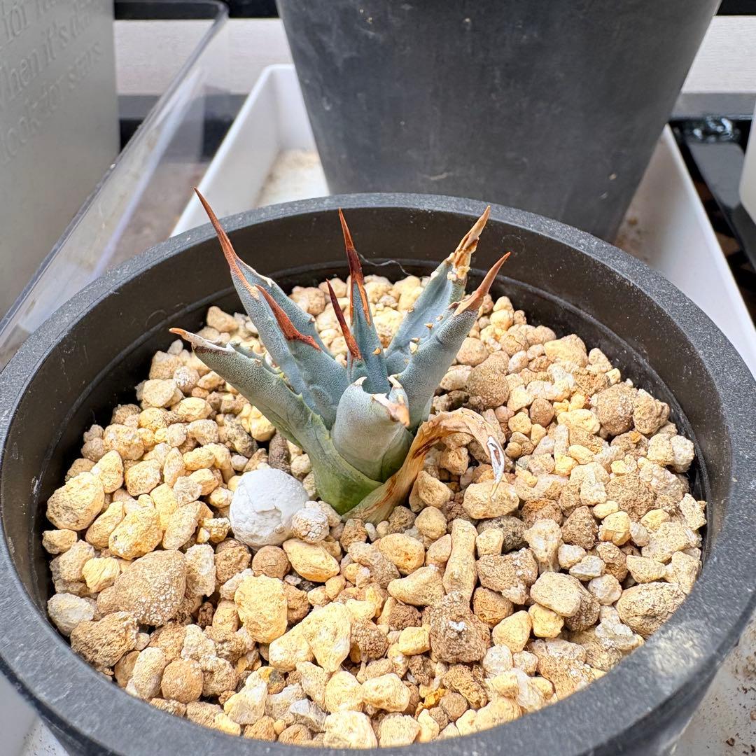 エボリスピナ 陽炎 アガベ 観葉植物 現地株 子株 カキコ 趣味 園芸