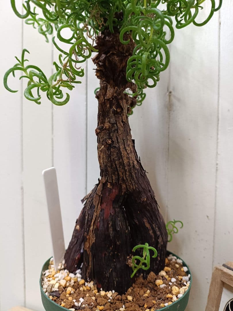 H051 超希少種発根済み メストクレマ ツベローサム 養生株