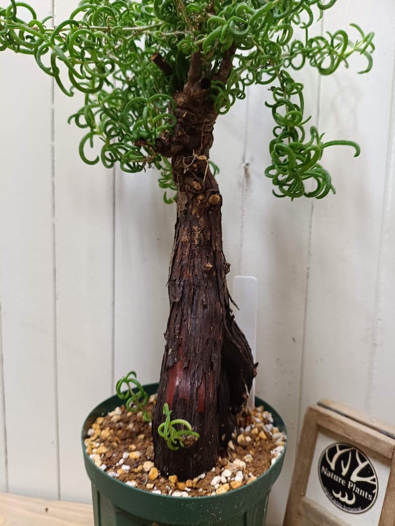 H051 超希少種発根済み メストクレマ ツベローサム 養生株