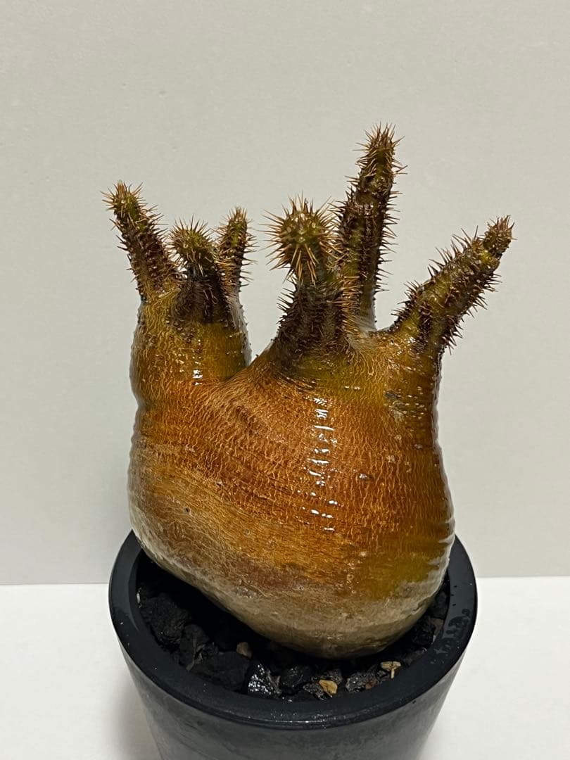 パキポディウム・グラキリス　ダブルヘッド　赤肌　緑肌　現地球 fit=scale-down,w=1200