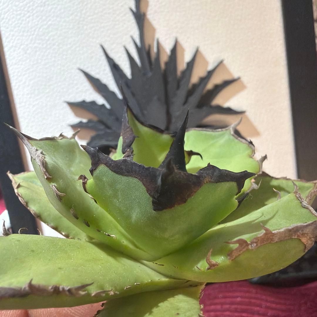 アガベ 040キングアーサー アガベ チタノタ DENNIS040 デニス040 