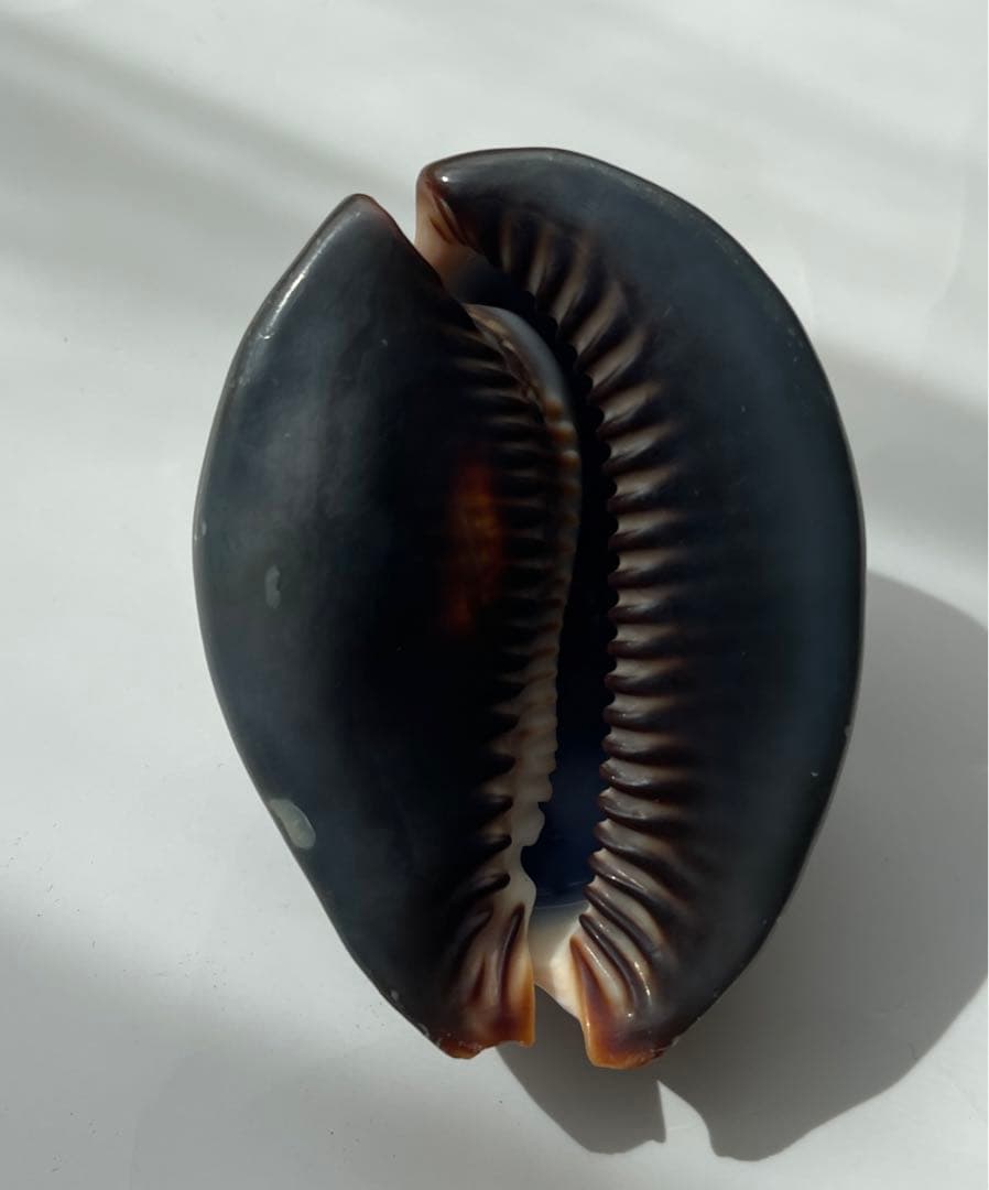 貝殻 ハチジョウダカラ 八丈宝貝 子安貝 安産 タカラガイ 宝貝