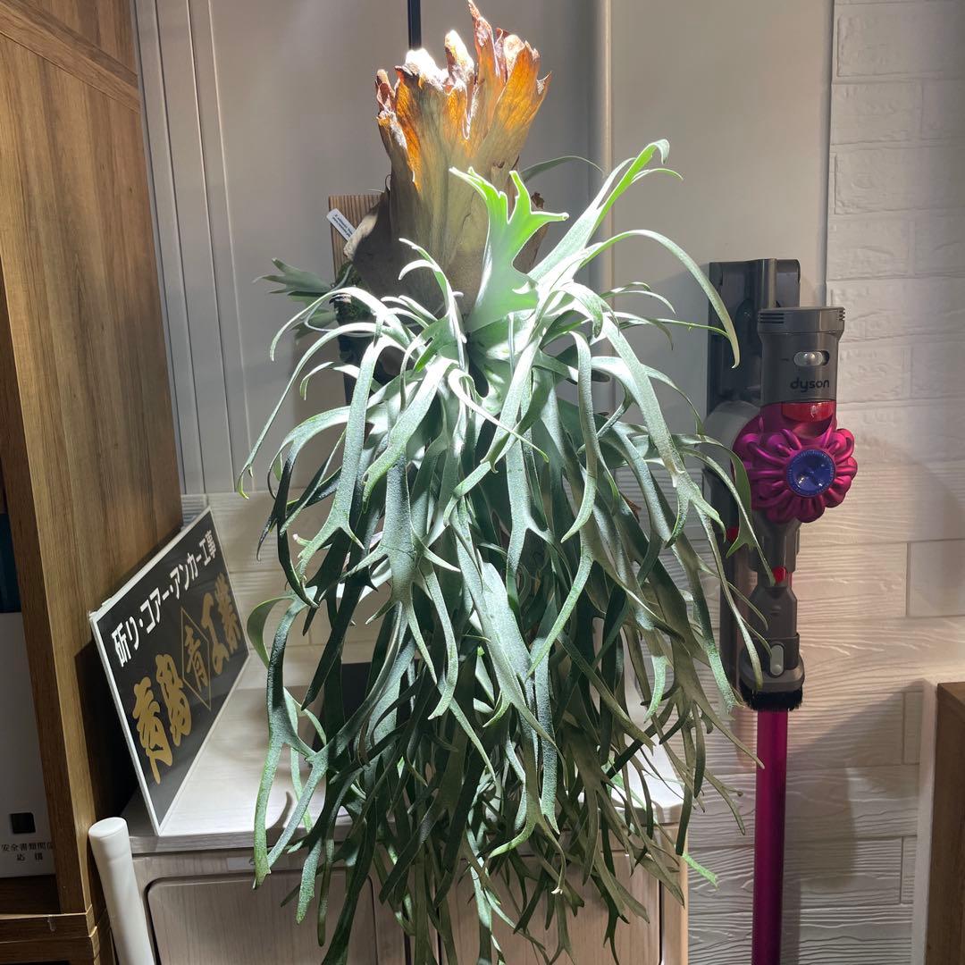 ビカクシダ P.willinckii Polaris ポラリス 子株 #2 - メルカリ