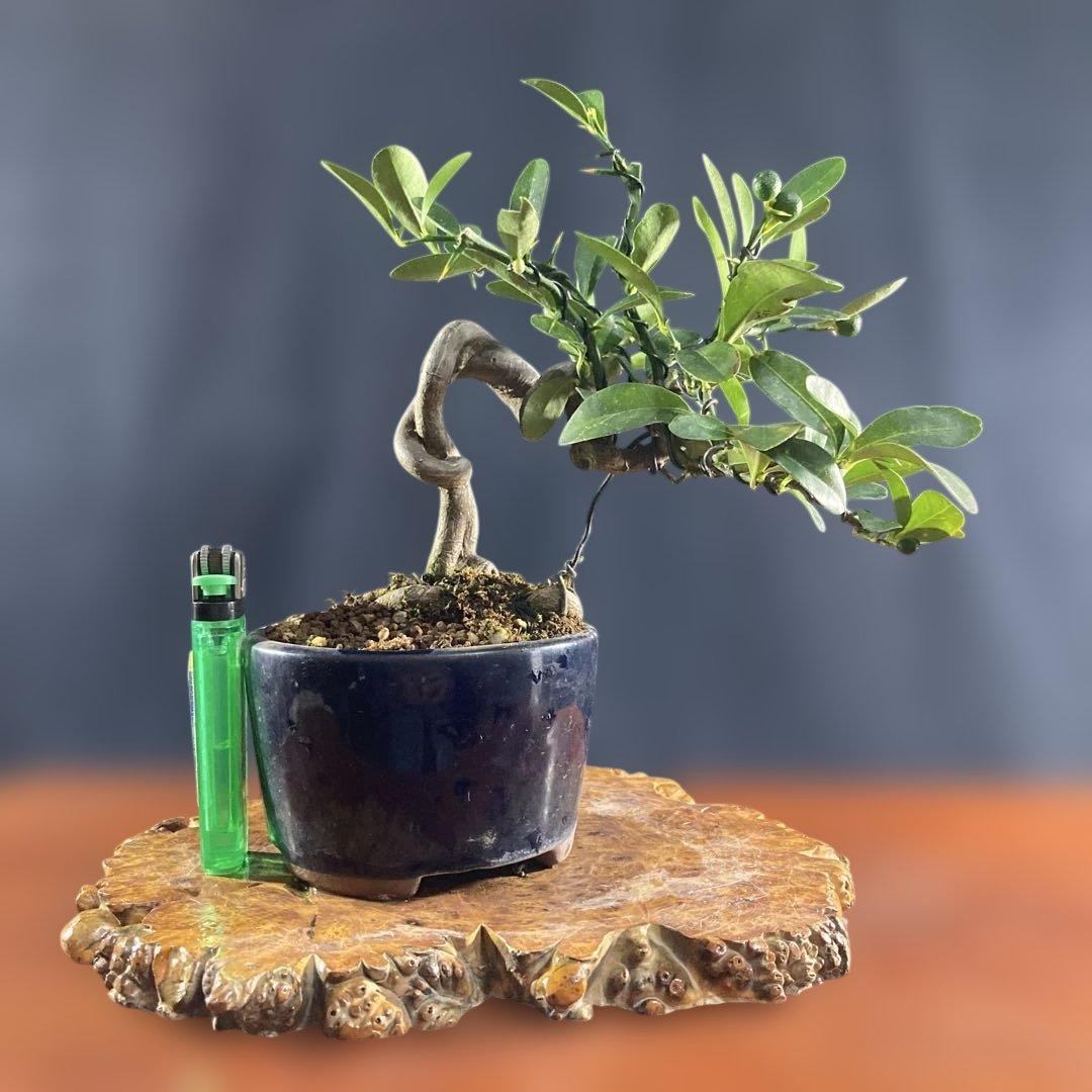 小品盆栽、金子(キンズ)根上り、懸崖、実付き 目立った傷汚れなし