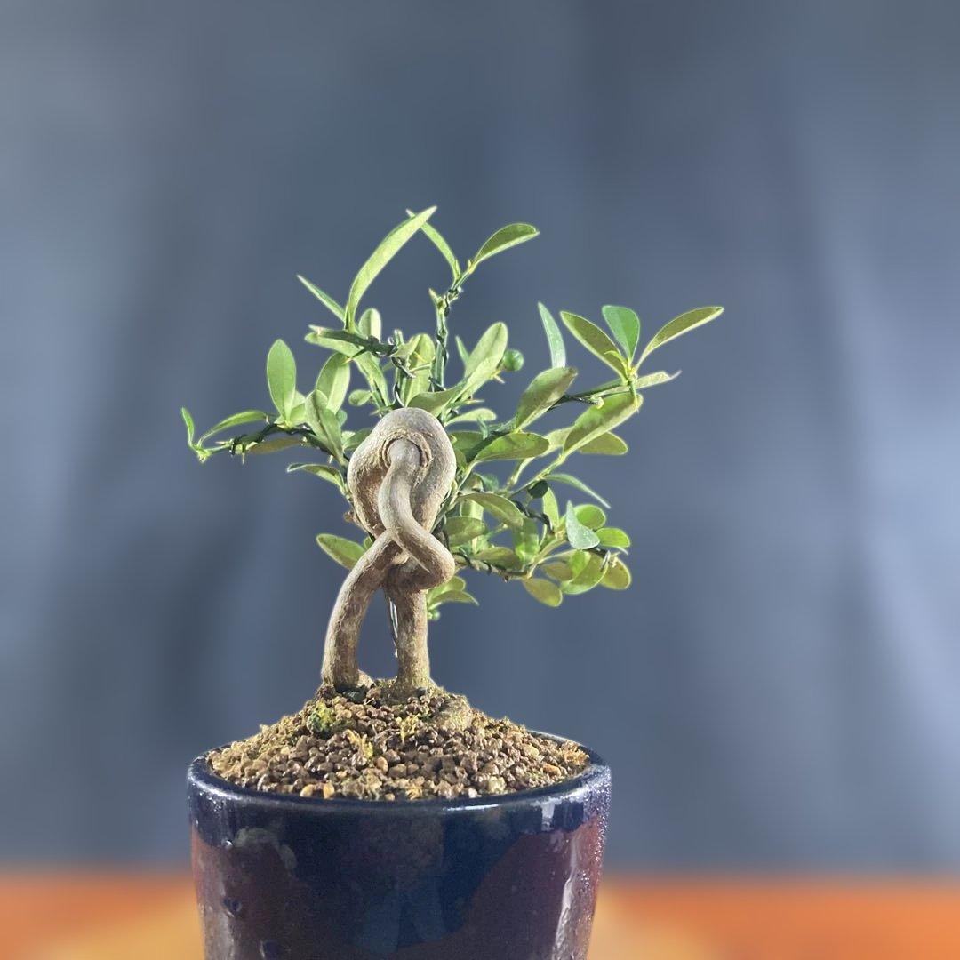 小品盆栽、金子(キンズ)根上り、懸崖、実付き 目立った傷汚れなし