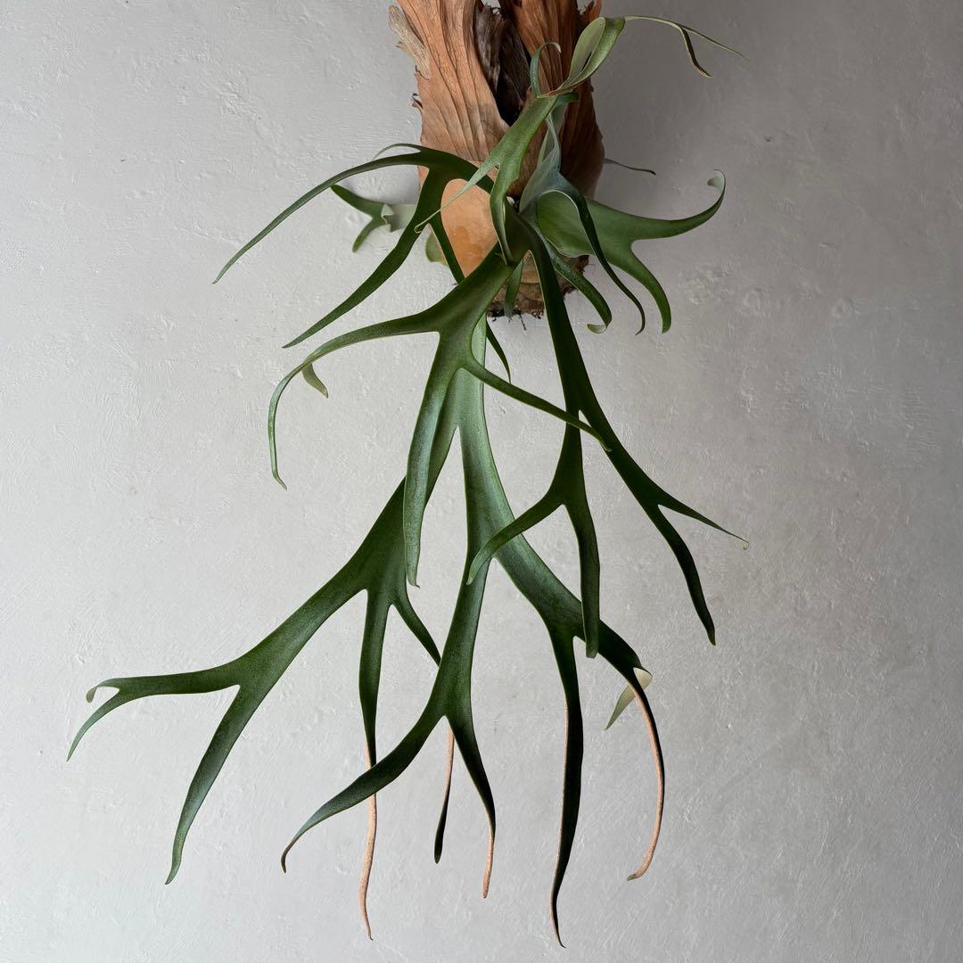 NST コンパクト 細葉 ウィリンキー ビカクシダ 子株 株分け - メルカリ