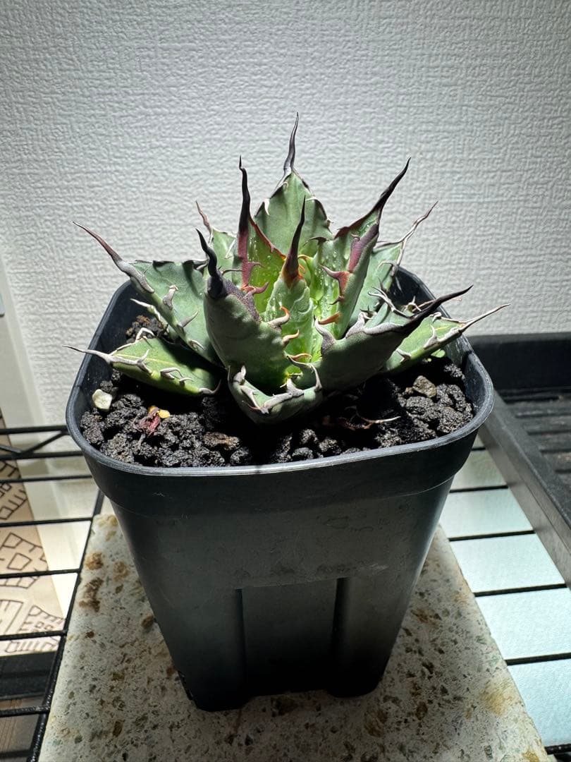 アガベ ハイブリッド BB×エボリスピナ カクタスグリーン 鉢ごと - メルカリ