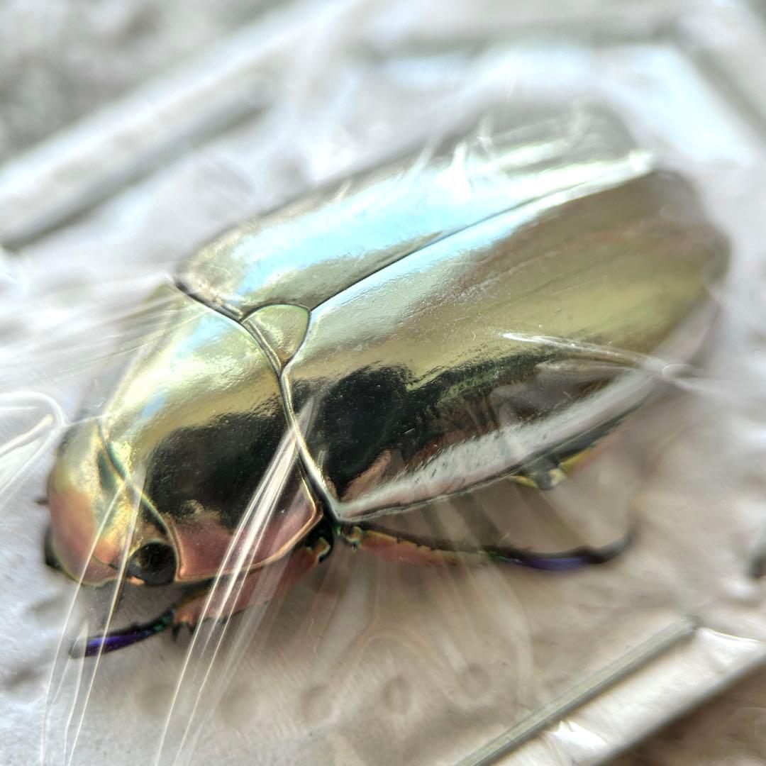 26009 クリサルギレアプラチナコガネ 保管状態が悪くわかりにくいですが表皮が割れたプラチナコガネ