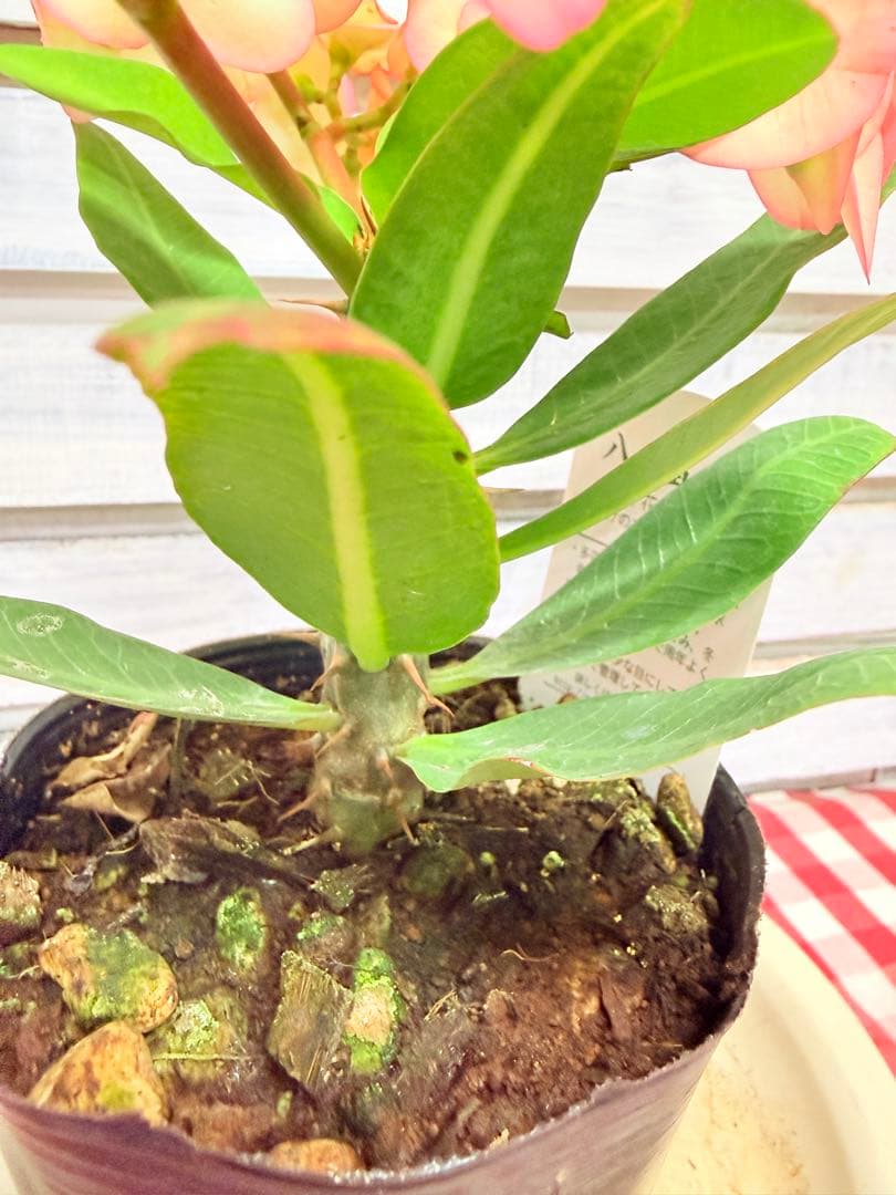 ハナキリン 八福神 ピンク ポット鉢土付き苗 お届け後このまま飾れます