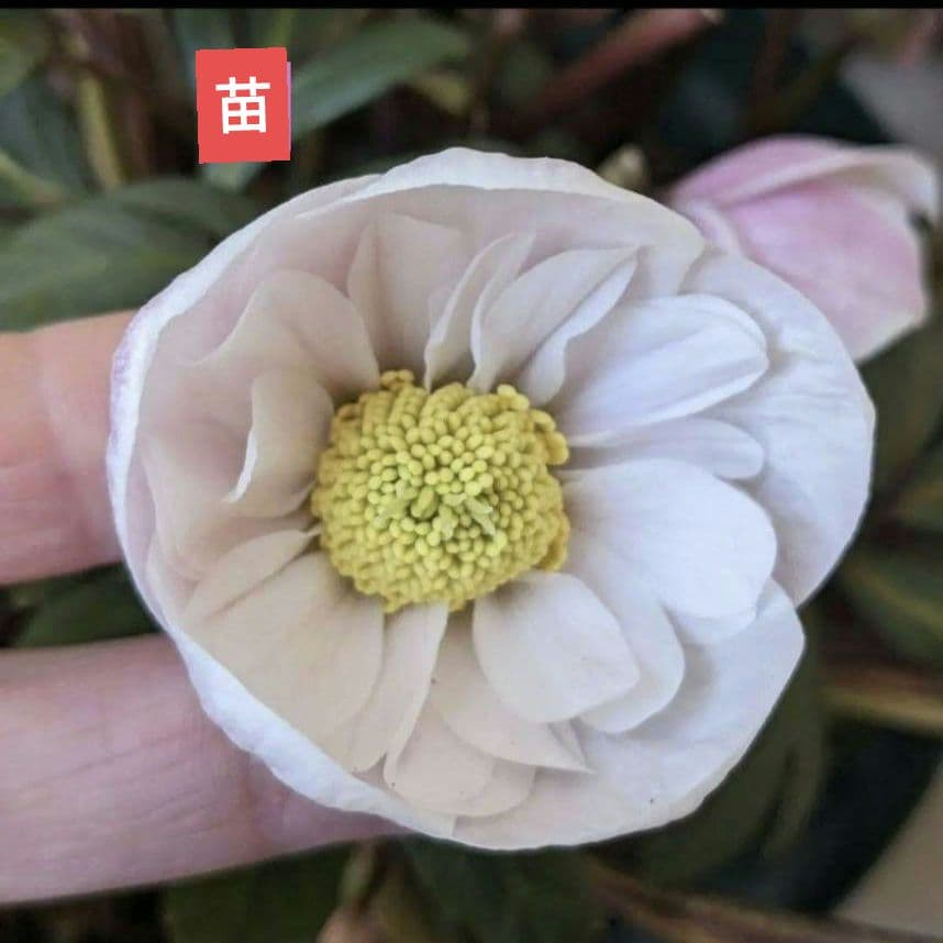 クリスマスローズ　八重　ピンク　ニゲル　4号苗　苗　鉢　バラ　八重　原種