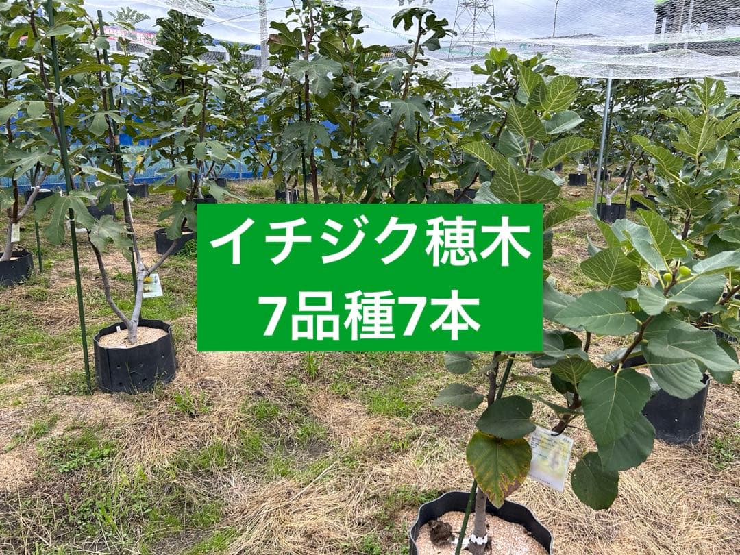 イチジク穂木 7品種7本 - メルカリ
