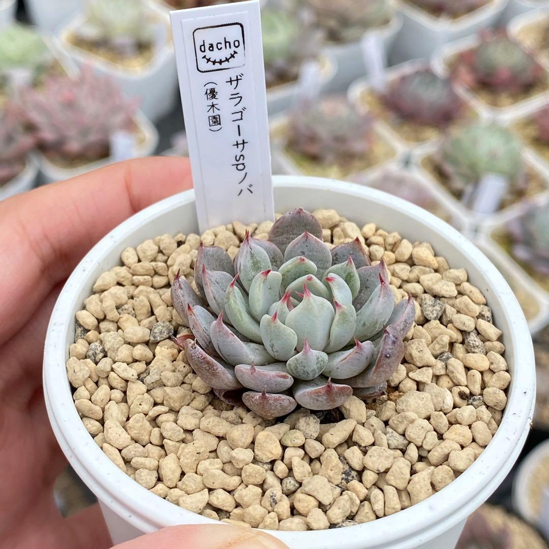 多肉植物　エケベリア　ザラゴーサSPノバ　札付き 花芽付き