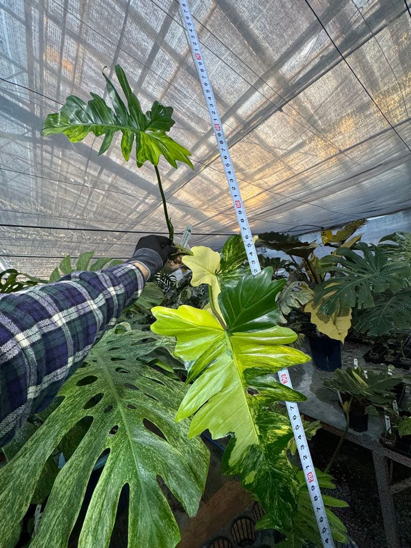 KN1 フィロデンドロン キティナ 健康カット苗