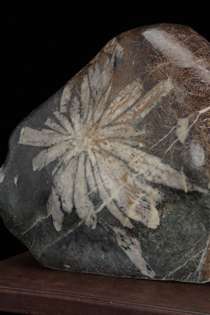 h*o様 菊花石 サバ菊 一輪 紋石 台座付 4.1kg 鑑賞石 自然石 原石