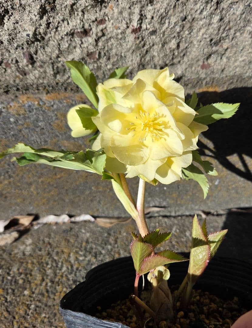 クリスマスローズ 　かぐや姫