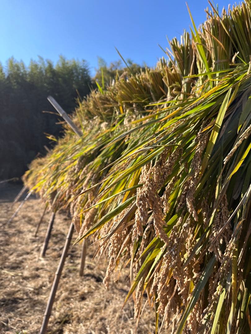 ハッピーヒル《うるち米》 種籾100g 陸稲 自然栽培 - メルカリ