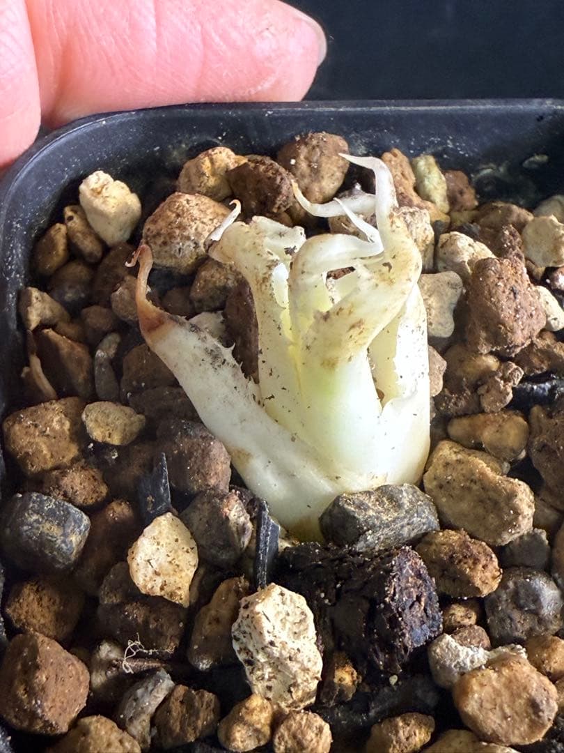 お*ん様 子株販売 超陽炎 実生株 ブルー葉 アガベ ユタエンシス