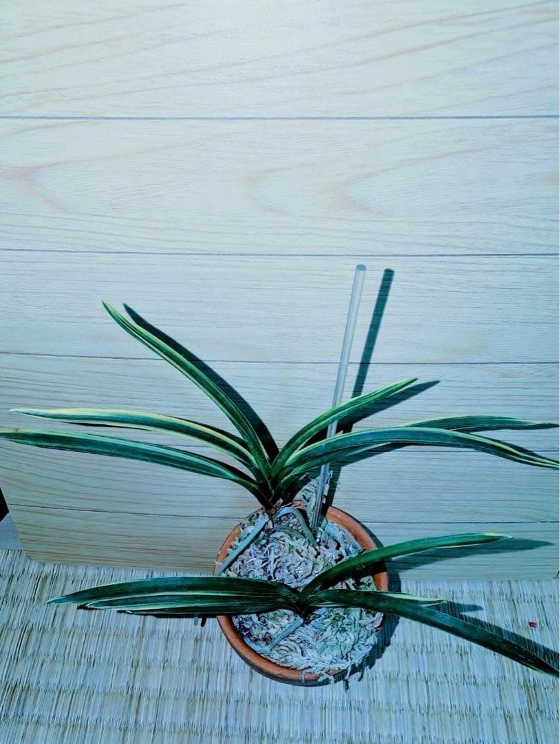 【迎春特別出品】富貴蘭「湖東錦」斑入り