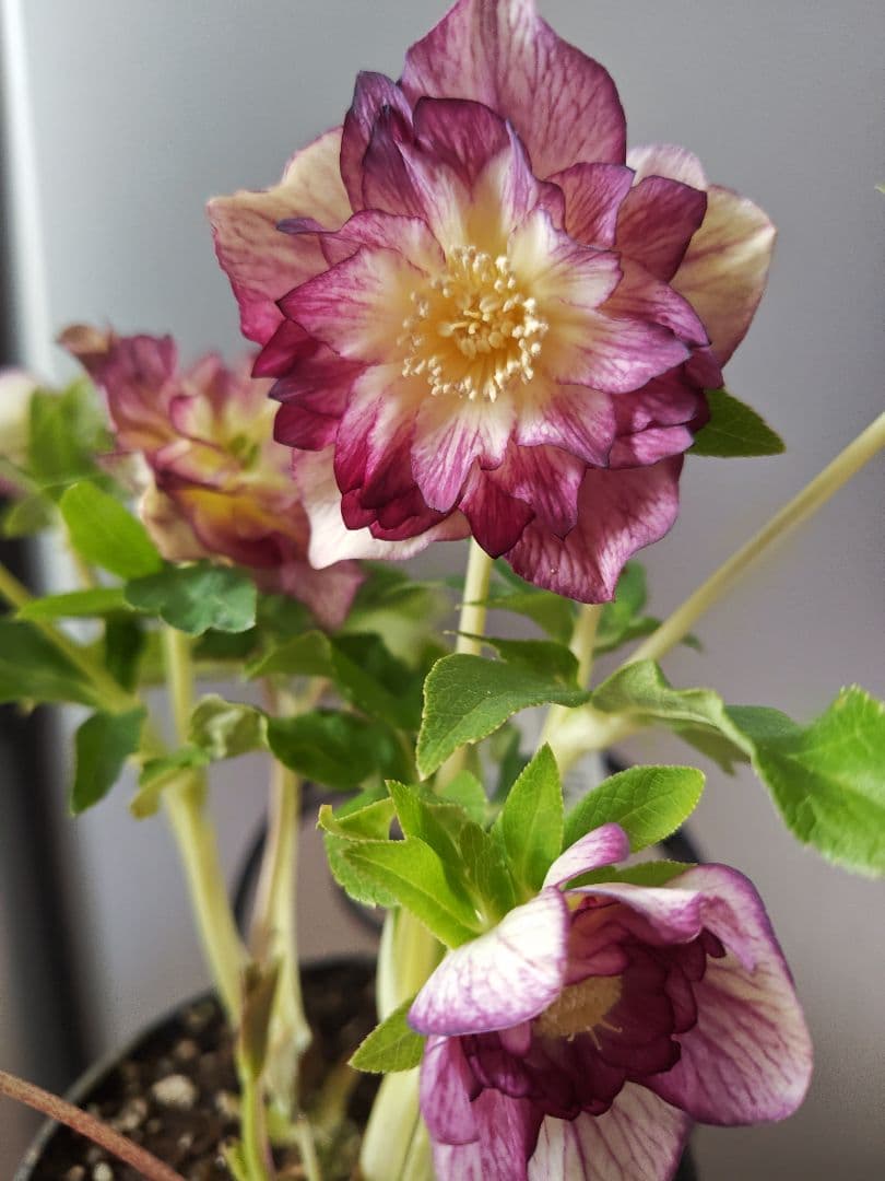 クリスマスローズ リバーシブルDD 広瀬園芸 - メルカリ