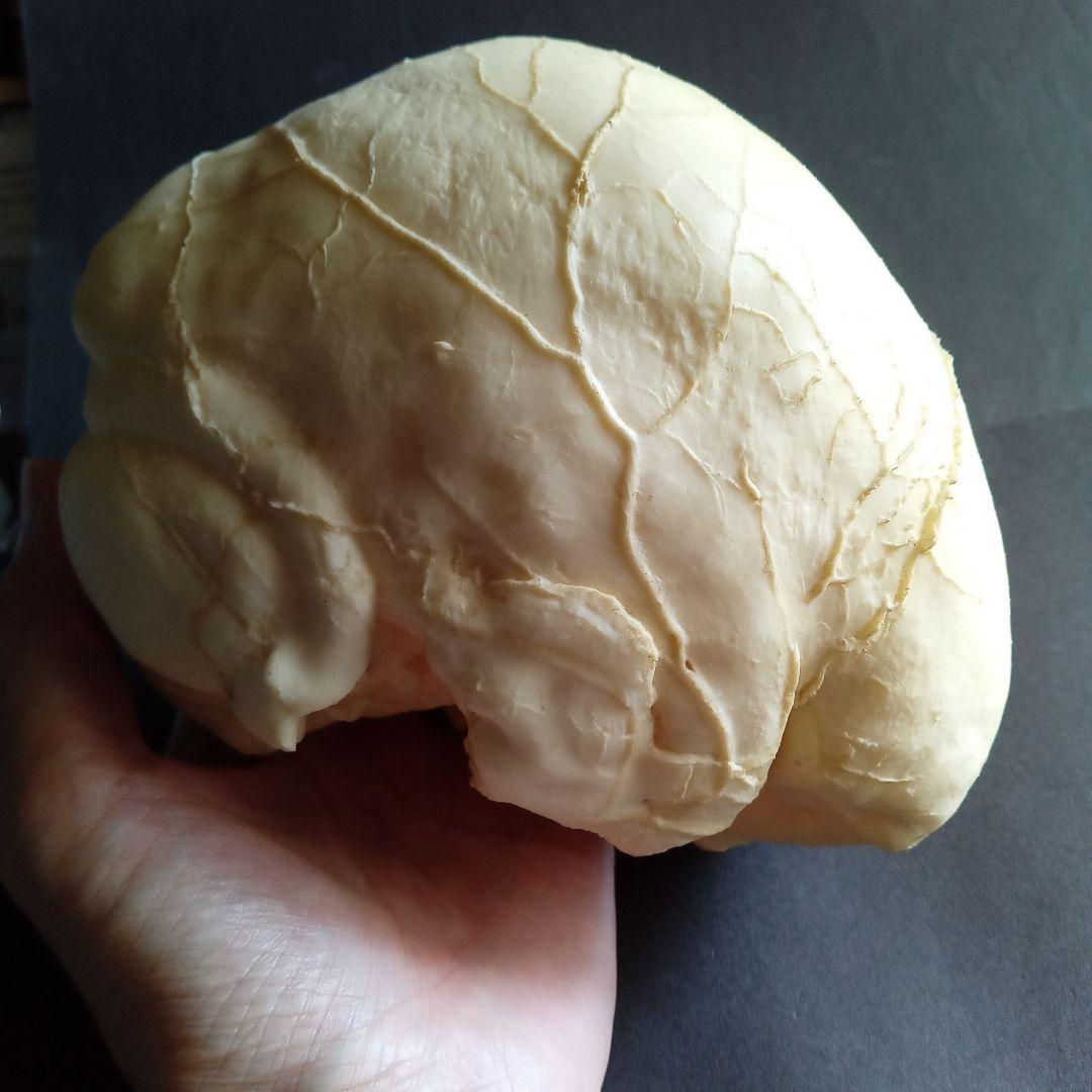 Brain　脳　Born Clones　アメリカ製　模型 Color-Coded Human Sagittal Cut Half Skull with Brain Hemisphere