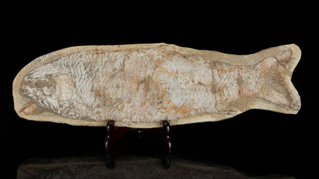 白亜紀前期 サンタナ層産 古代魚化石 クラドキクルス 古生物化石 標本 骨格 白亜紀前期 サンタナ層産 古代魚化石 魚類化石 クラドキクルス 骨格