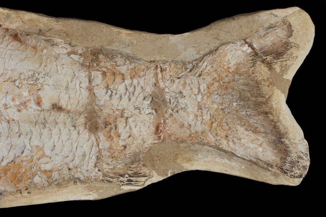 白亜紀前期 サンタナ層産 古代魚化石 クラドキクルス 古生物化石 標本