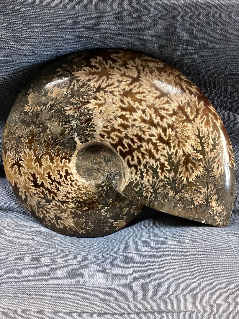 ろ*ず様 アンモナイト　化石　オブジェ　コレクション　置物(大サイズ)