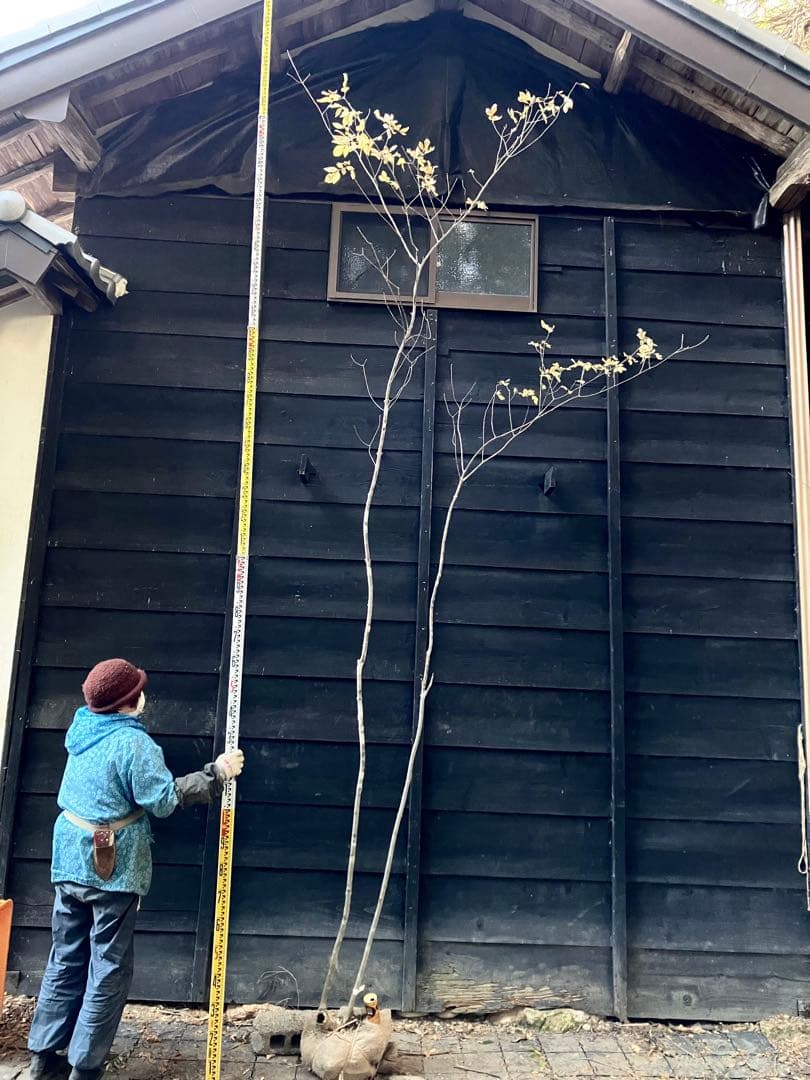 300 山採り アオダモ