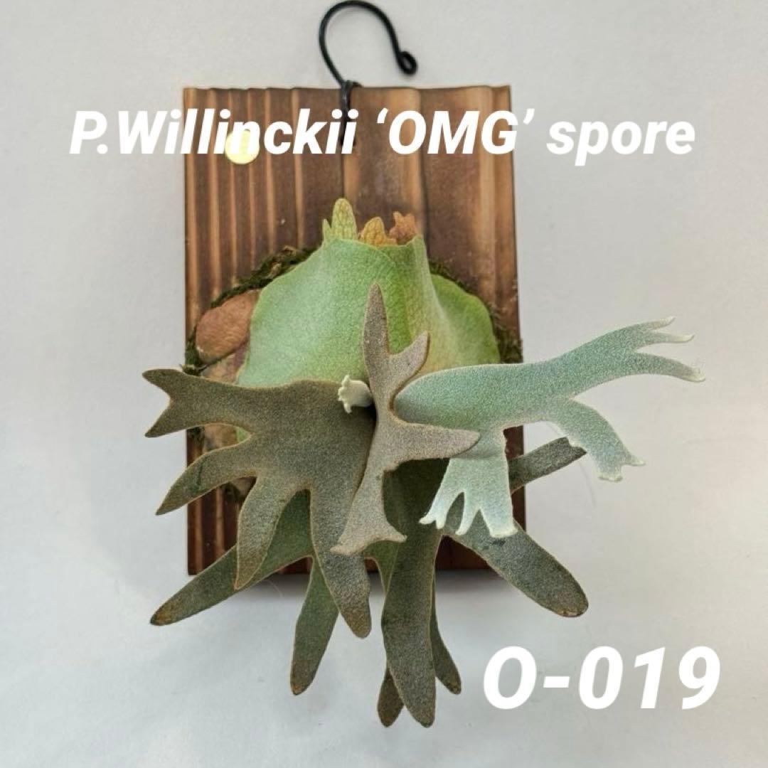 s*a様 ◆ P.Willinckii ‘OMG’ spore（O-019）