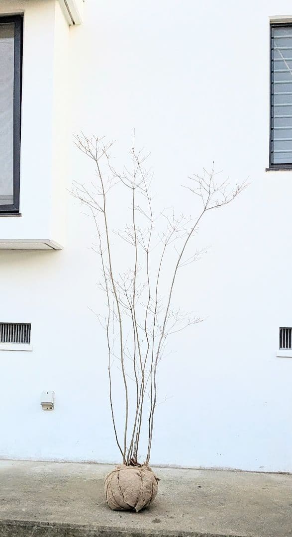 正真正銘。山採りドウダンツツジ。