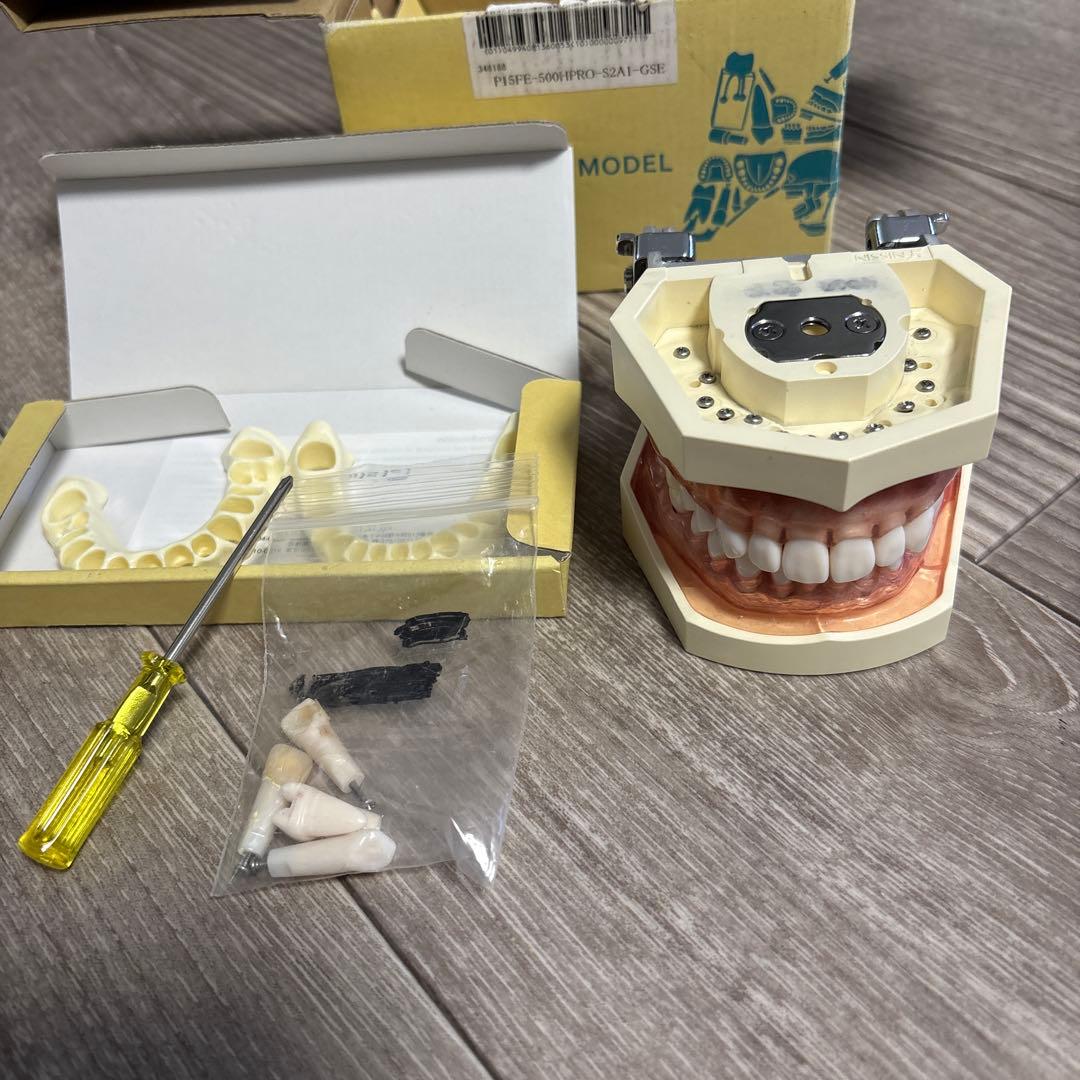 NISSIN 顎模型 実習用模型 歯科衛生士