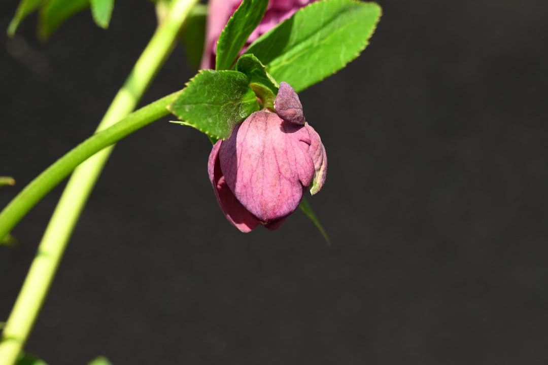 クリスマスローズ 認定！アンティークアフロディーテ 加藤農園 - メルカリ