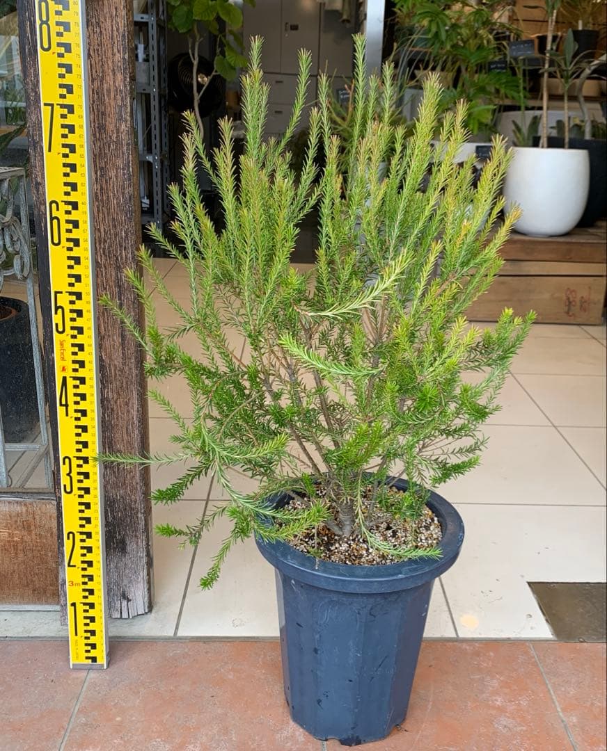 バンクシア エリシフォリア ヒースバンクシア