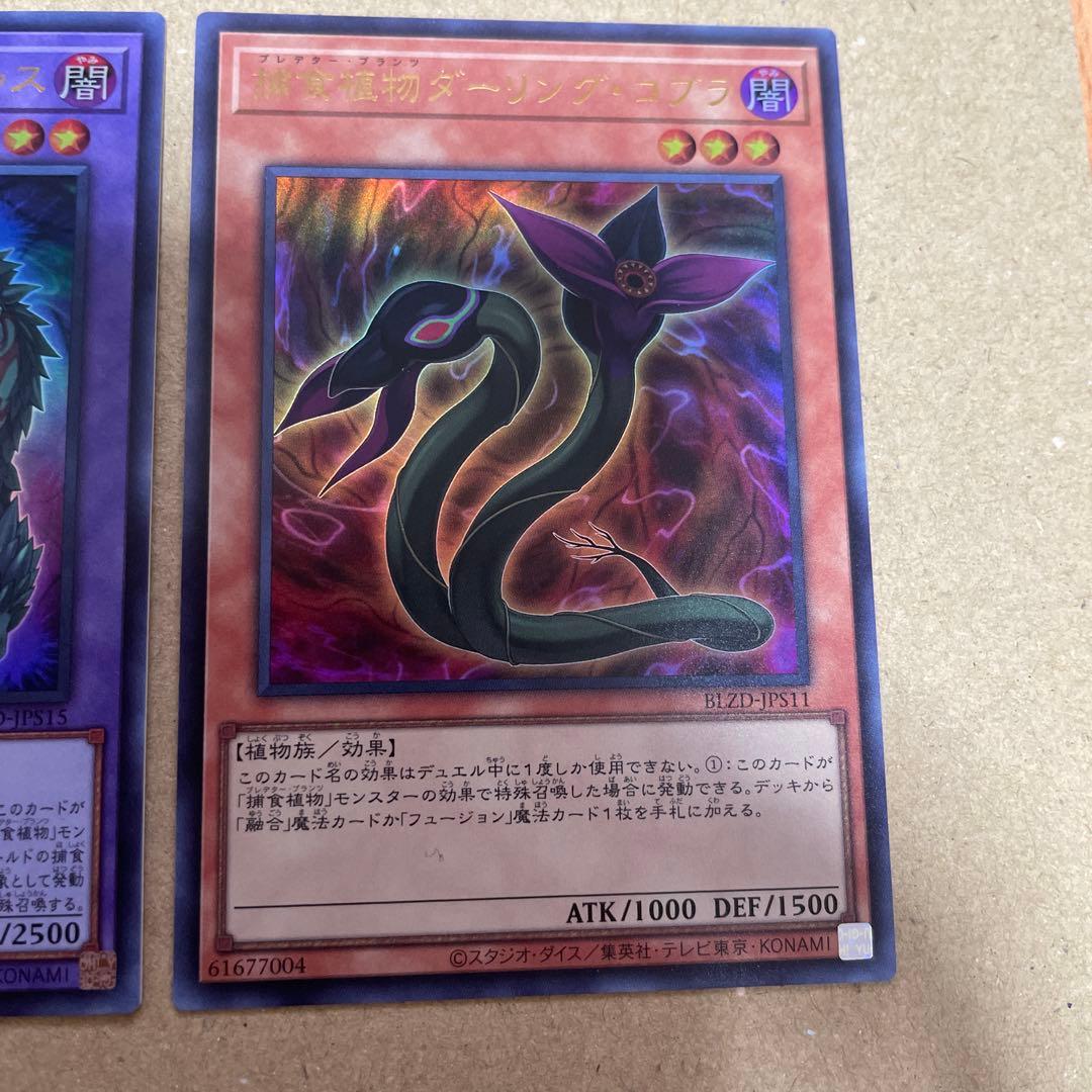 最終値下げ】捕食植物アンブロメリドゥス/捕食植物ダーリングコブラ