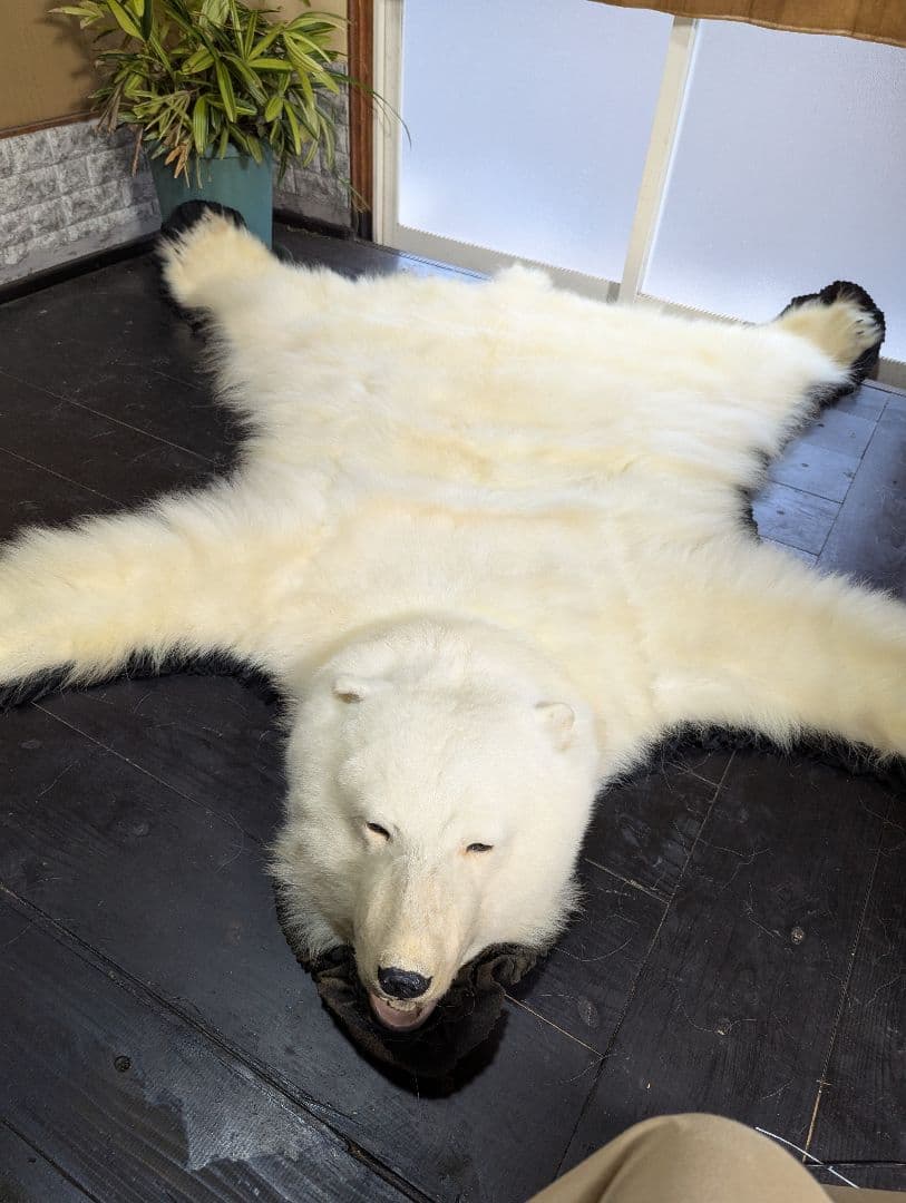 しろくま 剥製 - メルカリ