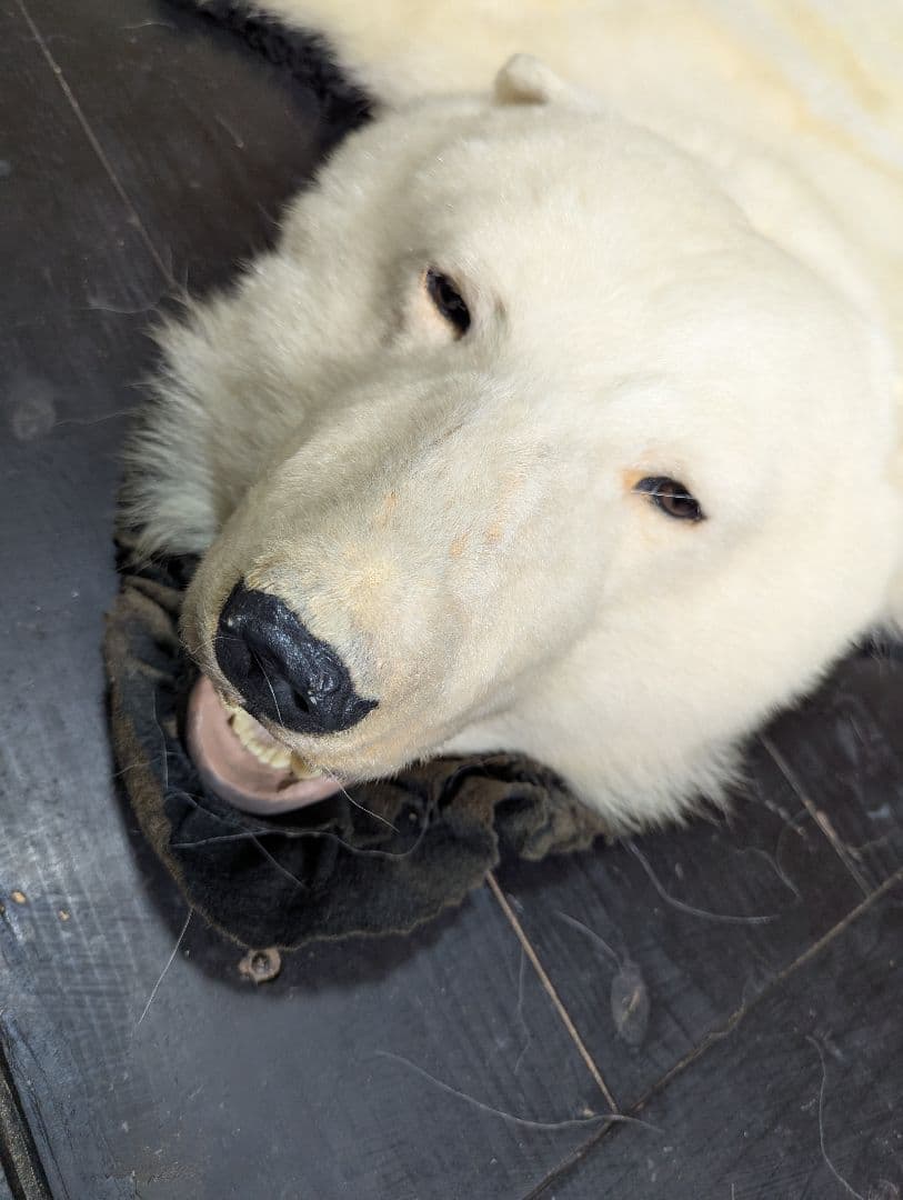 しろくま 剥製 - メルカリ